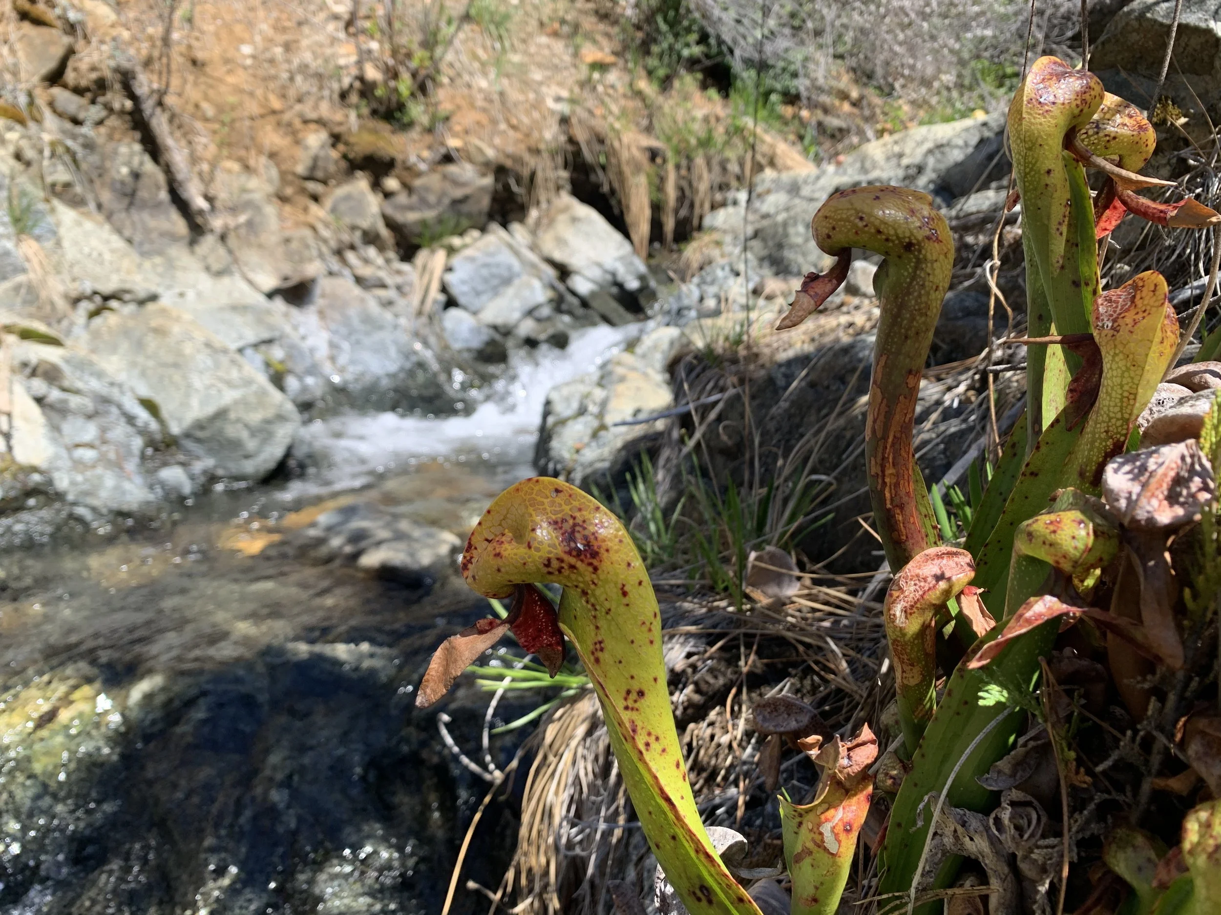 California Pitcher Plant — Klamath-Siskiyou Wildlands Center
